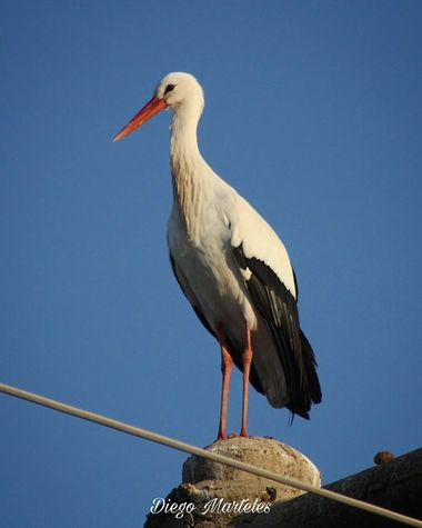 Diego en Hamelin: Fauna  (Zaragoza), Ciconia ciconia (Linnaeus, 1758), #cigueñablanca #ciconiaciconia #aves #canon #zaragoza 