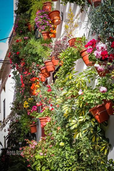 PEROMA_PHOTO en Hamelin: Paisaje  (Casarabonela), Bonito rincón para los amantes de las macetas 😀