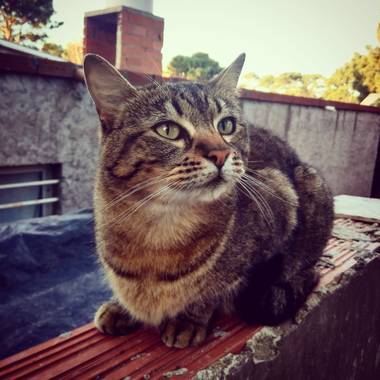 luckytulian en Hamelin: Fauna  (Ostende)