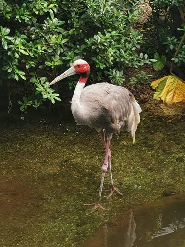 Amigomar197171 en Hamelin: Fauna  (Miami), Antigone antigone, La grulla común estuvo muy extendida, pero su número ha descendido mucho debido a que necesit...