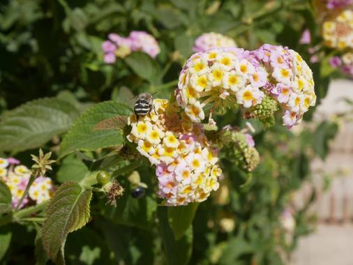 Iman.akhrouf en Hamelin: Flora  (Málaga), Lantana camara