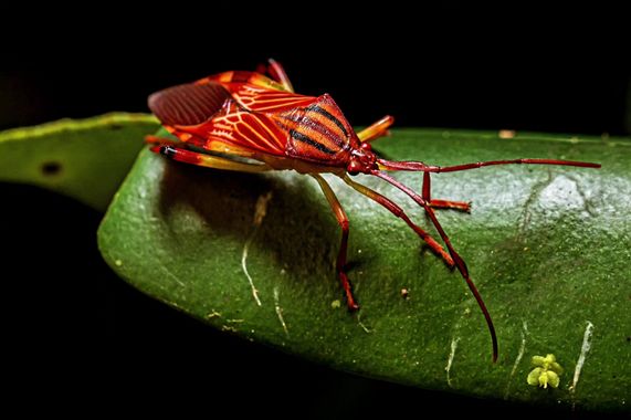 Dracaena.photo en Hamelin: Fauna  (Quito), #fauna #naturaleza #insectos #macro acro
