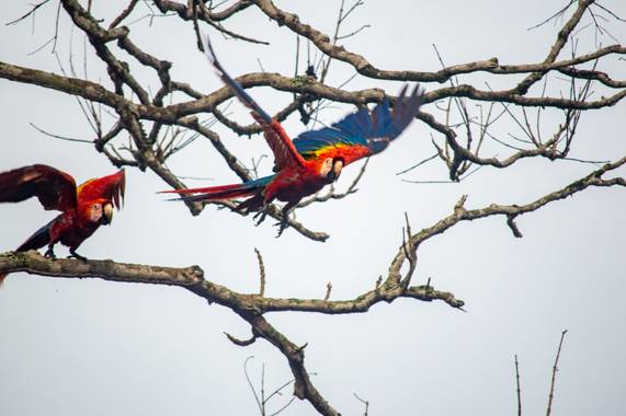 Camiloacca94 en Hamelin: Fauna  (Vistahermosa), Ara macao (Linnaeus, 1758), #avistamientodeaves #serraniadelamacarena #turismocolombia #aves #turismodeaves...