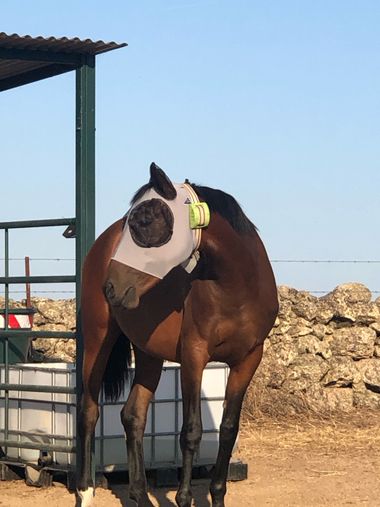 Info en Hamelin: Fauna, Hace mucho calor en extremadura y las moscas son implacables lo que nos obliga a veces a tener que hacer estas cosas para que no p...