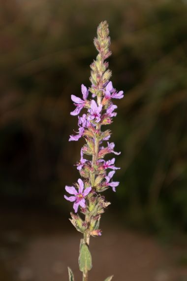 Lisa-1985 en Hamelin: Flora, Lythrum salicaria, #fores #florautoctona 
