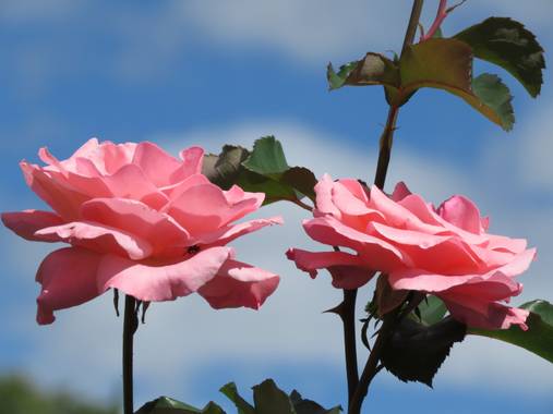 Cmgn.73 en Hamelin: Flora  (Fresno)