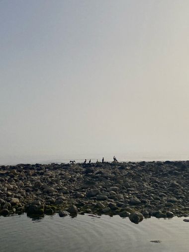 Katia en Hamelin: Fauna, #ave #mar 