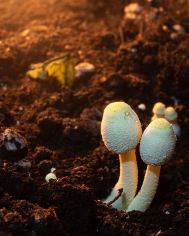 3pnoe6 en Hamelin: Observación  (Sant Feliu de Codines), #setas#hongos#fungui#mushrooms