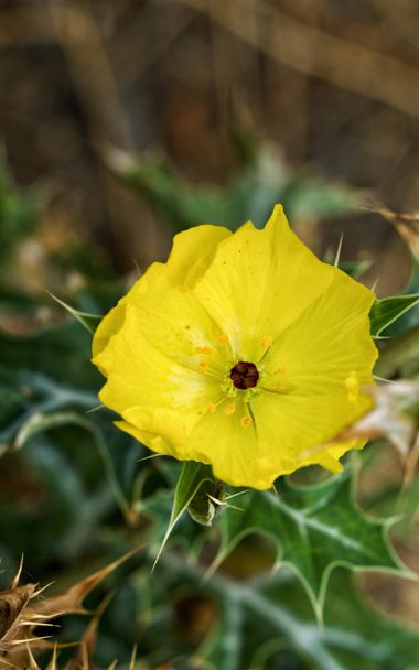 Juanatlantida82 en Hamelin: Flora, Argemone mexicana, Flores 