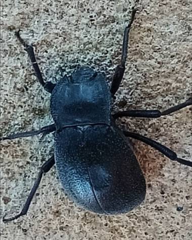 Navarroarevalomariateresa en Hamelin: Fauna  (Viesca)