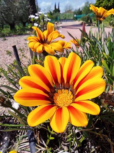 Ulricharrondo en Hamelin: Flora  (Posadas), Gazania linearis, #macro #flower #Flora21