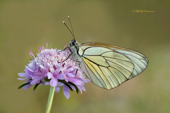isidorogomez53 en Hamelin: Fauna  (Sabadell), De esta tarde en un campito al lado del aeropuerto de Sabadell.

Tube mucha suerte, estaba ya cayendo la tard...