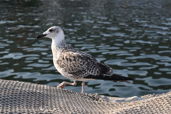 Solerantonio2 en Hamelin: Fauna  (Almeria), Larus michahellis J.F.Naumann, 1840, Gaviota