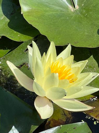 Eudimer20 en Hamelin: Flora, #arboles #plants #flower #waterlilies #nenufar #nenufarblanco 