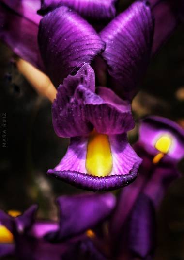 Mararuizasensio en Hamelin: Flora  (Monda), #macro #primavera #spring #flores #flowers #campo #flora #flora21 #huaweiphotography #p30pro #huaweiphotographe...
