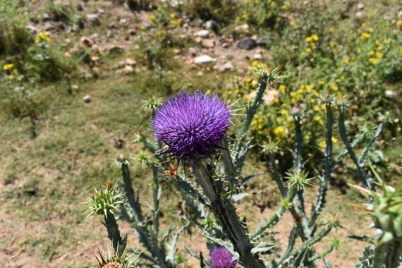 Solerantonio2 en Hamelin: Flora  (Níjar), Planta