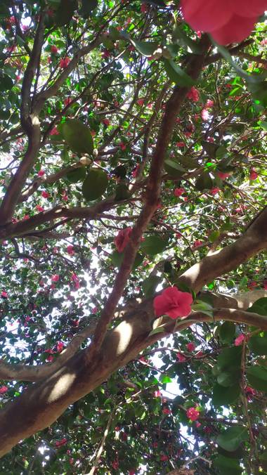 Corisca en Hamelin: Flora, Camellia japonica, Camelia