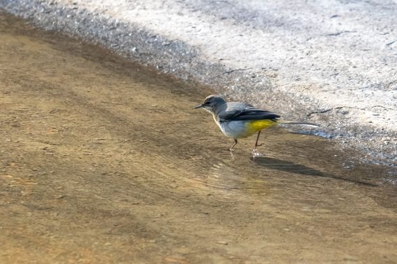 Salvapf en Hamelin: Fauna  (Barcelona), Motacilla cinerea Tunstall, 1771, #apfb