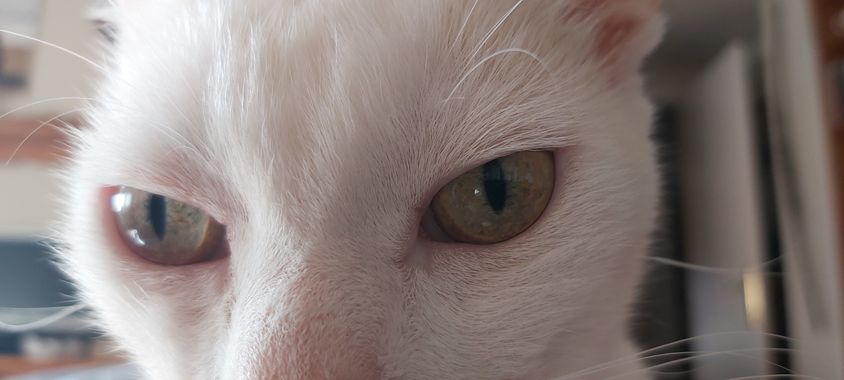 Itzal79 en Hamelin: Fauna, #animal #natura 