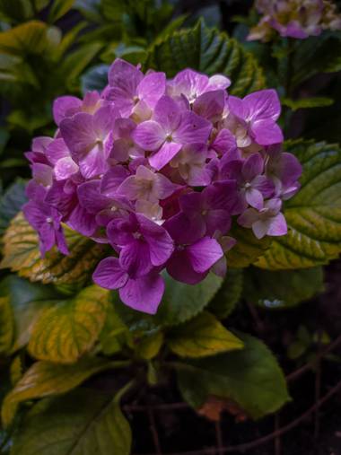 Segundoghione en Hamelin: Flora  (Freyre), Hydrangea macrophylla