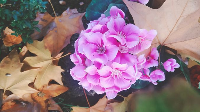 Solerantonio2 en Hamelin: Flora  (Andalusia), Planta