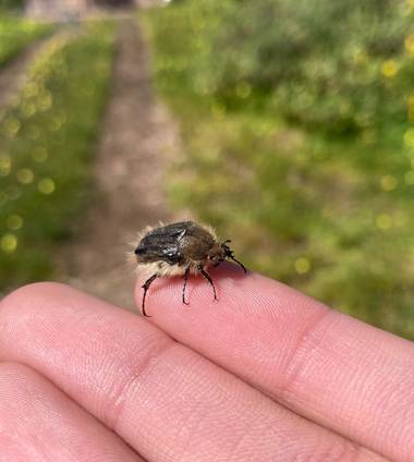 molaye02 en Hamelin: Fauna  (San Cristóbal de La Laguna), Fotografía de un ejemplar de Tropinota squalida canariensis que me encontré al salir de la univer...
