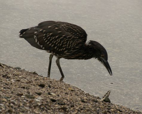 lourdes7895 en Hamelin: Fauna, #natgeo #fauna #aves21 