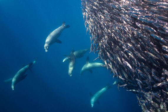Juanmacllas en Hamelin: Fauna  (Mexico), #lobomarino #sardinas #oceanopacifico #pacifico #oceano #leonmarino #mexico #bahiamagdalena #bajacaliforniasur #ba...