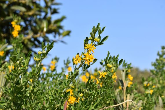 Solerantonio2 en Hamelin: Flora  (Almería), Medicago arborea, Planta
