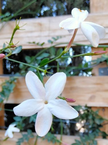 Solerantonio2 en Hamelin: Flora  (Almería), Jasminum officinale, Planta
