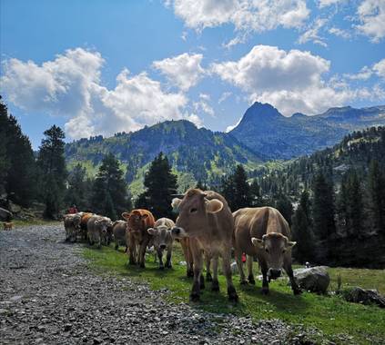 Elena_dou en Hamelin: Paisaje  (Cerler)