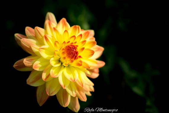 Rafa Montenegro en Hamelin: Flora  (Berga), @apfb #penyafotograficabadalona #apfb #rafa_montenegro #dahlia #macro #macroandflora