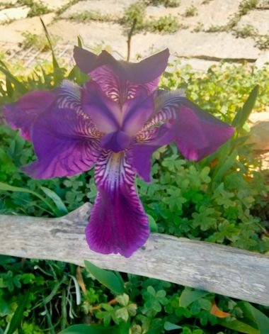 Solerantonio2 en Hamelin: Flora  (Sorbas), Planta