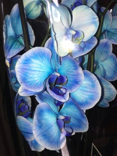 Juanatlantida82 en Hamelin: Flora, Orquídea blue