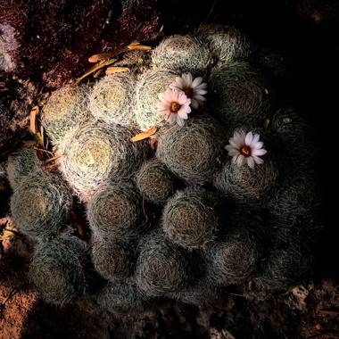 Navarroarevalomariateresa en Hamelin: Flora  (Viesca), Así de pequeñas y hermosas son las flores de este cactus...