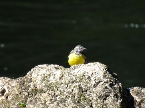 Mivilor68 en Hamelin: Fauna  (Avenida de la Libertad), Motacilla cinerea Tunstall, 1771, #paparazziaves 
#avesdeespaña 