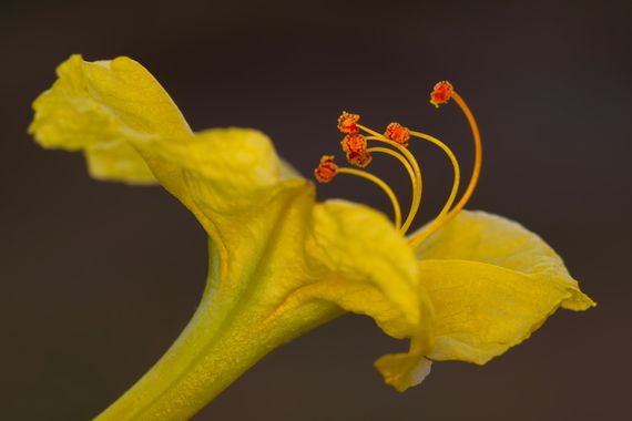 Ignicapillus en Hamelin: Flora  (Vallès Oriental), Detalle de flor sp

5 de agosto 2023, salida macrera al Montnegre (comarca del Vallés Oriental, provinci...