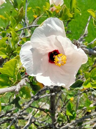 Solerantonio2 en Hamelin: Flora  (Almeria), Planta