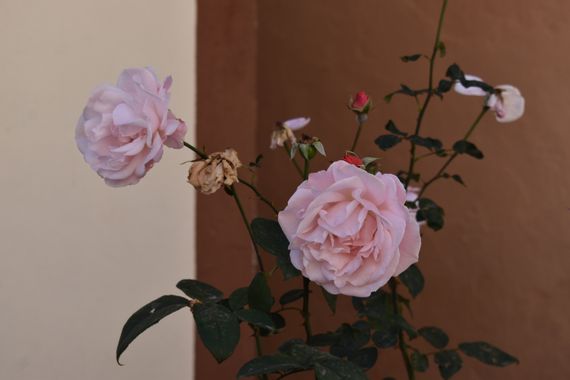 Solerantonio2 en Hamelin: Flora  (Almería), Planta