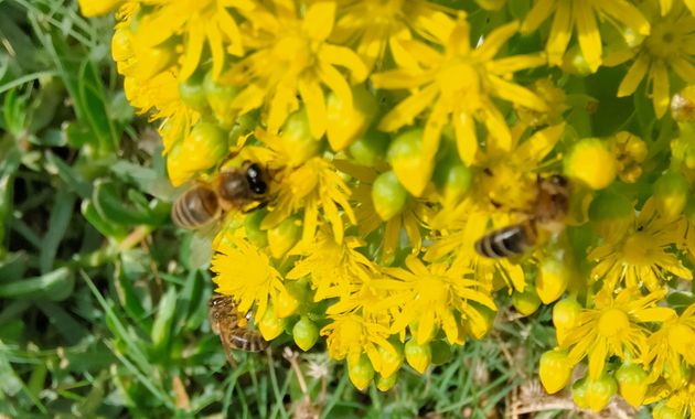 Solerantonio2 en Hamelin: Fauna  (Níjar), Insecto