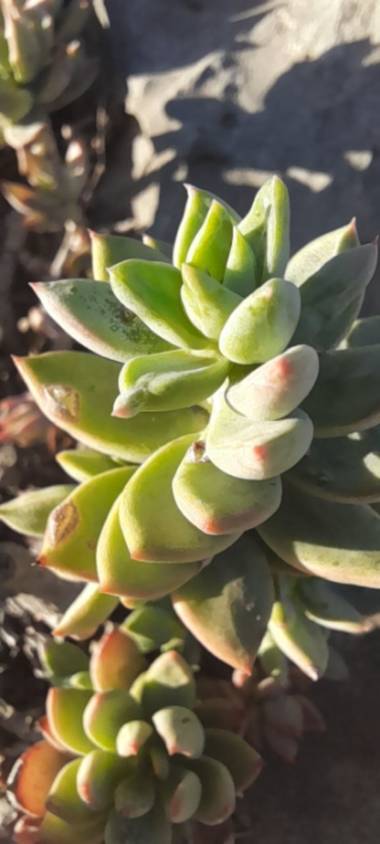 aidalzira en Hamelin: Flora  (Gandia), Sedum sediforme es una pequeña suculenta perenne de la familia de las crasuláceas. Oriunda de la región mediterránea...