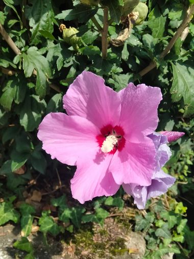 Solerantonio2 en Hamelin: Flora  (Almeria), Hibiscus syriacus, Planta