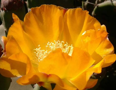 Mariano G en Hamelin: Flora  (La Emilia), Planta arbustiva de la familia Cactaceae. Como la mayoría de los miembros de este género carece de hojas nomofila...