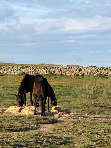 Info en Hamelin: Fauna, Caballos en extremadura, pantano nuevo 