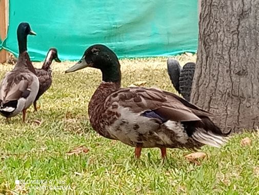 d08156621o en Hamelin: Fauna, En el MALI