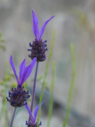 mariale en Hamelin: Flora, Lavandula stoechas, 📸 #marialemdza
Provincia de Zamora, primavera 2021.
#Naturaleza #flores #floressilvestres #BellezaNatural ...