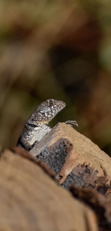 Erickb95 en Hamelin: Fauna  (Anillaco)