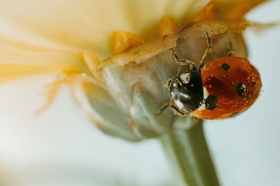 Elenagil.ph en Hamelin: Fauna  (Mijas), #bichos #insectos #mariquita #naturaleza 