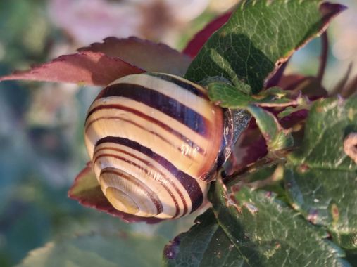 Mpinfante en Hamelin: Fauna, Esta foto va para ell gorgojo 🪲
que mira al bonito caracol... 🐌
raudo y veloz como un rayo...⚡️