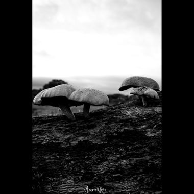 albertonieto.nature en Hamelin: Observación  (Cáceres), Vida de un tronco muerto #hongos #setas #mushrooms #bosque #forest #fungi #hongo #seta #mushroom 